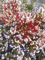 Erica curvirostris