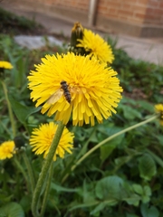 Episyrphus balteatus