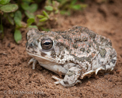 Texas Toad photo 1