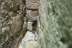 Chrotopterus auritus