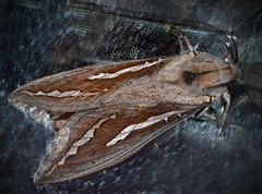 Abantiades hydrographus