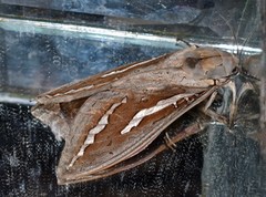 Abantiades hydrographus