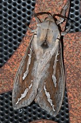 Abantiades hydrographus