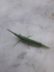 Acrida cinerea
