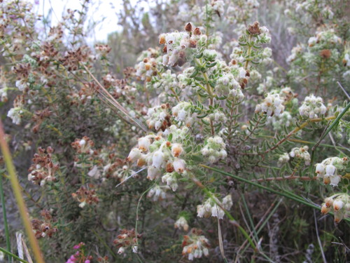 Image of Erica pannosa by (c) Michael D. Pirie, some rights reserved (CC BY)