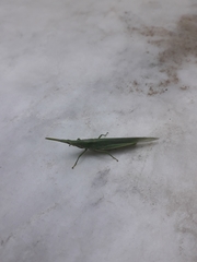 Acrida cinerea