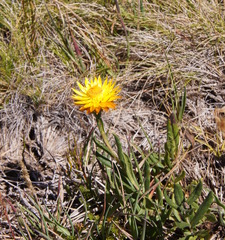 Xerochrysum subundulatum