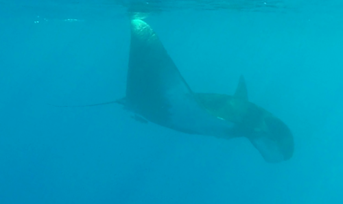 photo of Oceanic Manta Ray (Mobula birostris)