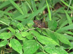 Cryptotympana mandarina
