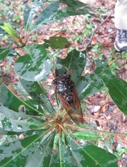 Cryptotympana mandarina