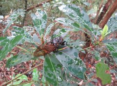 Cryptotympana mandarina