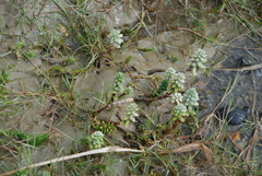 Hippuris tetraphylla