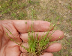 Isolepis carinata
