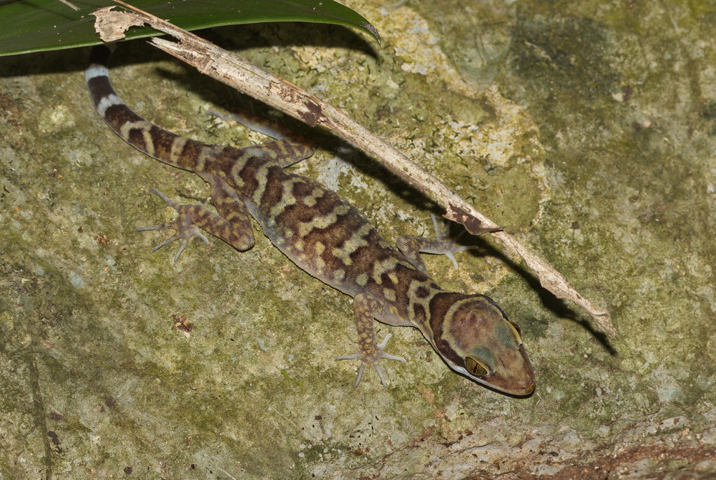 Sanook Bent-Toed Gecko