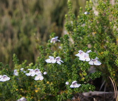 Prostanthera cuneata