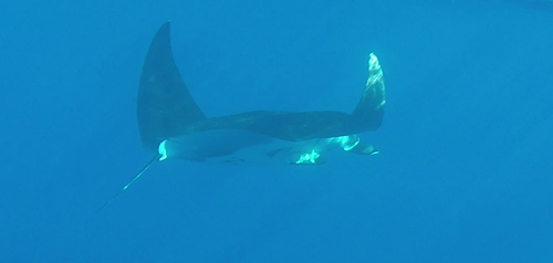 photo of Oceanic Manta Ray (Mobula birostris)