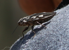 Chalcophora georgiana