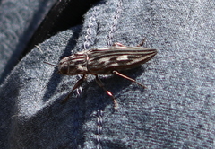 Chalcophora georgiana