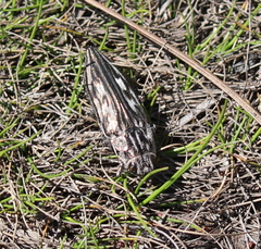 Chalcophora georgiana