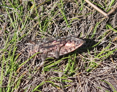 Chalcophora georgiana