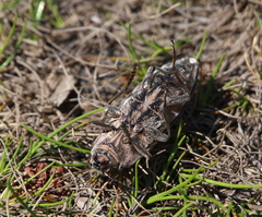 Chalcophora georgiana