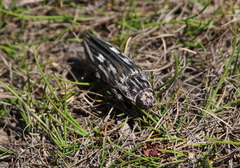 Chalcophora georgiana