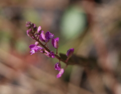 Polygala crenata
