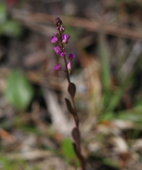 Polygala crenata