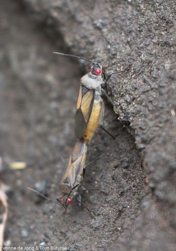 Leptocoris verticalis