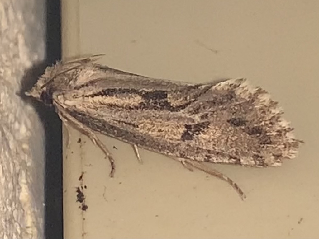 Clemens' Grass Tubeworm Moth from State Highway 35, Alvin, TX, US on ...