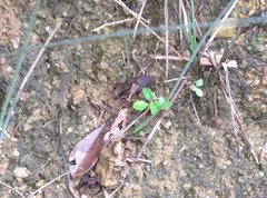 Heptodonta posticalis