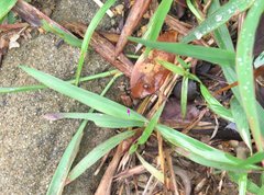 Heptodonta posticalis