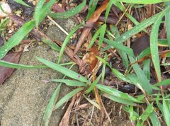 Heptodonta posticalis