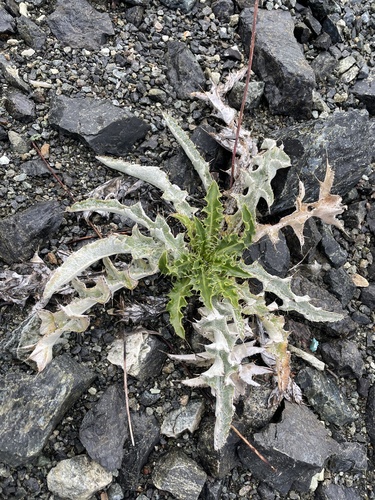 Douglas' Thistle foliage