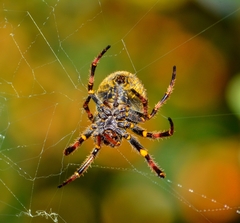 Parawixia bistriata