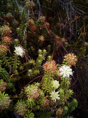 Campylostachys cernua