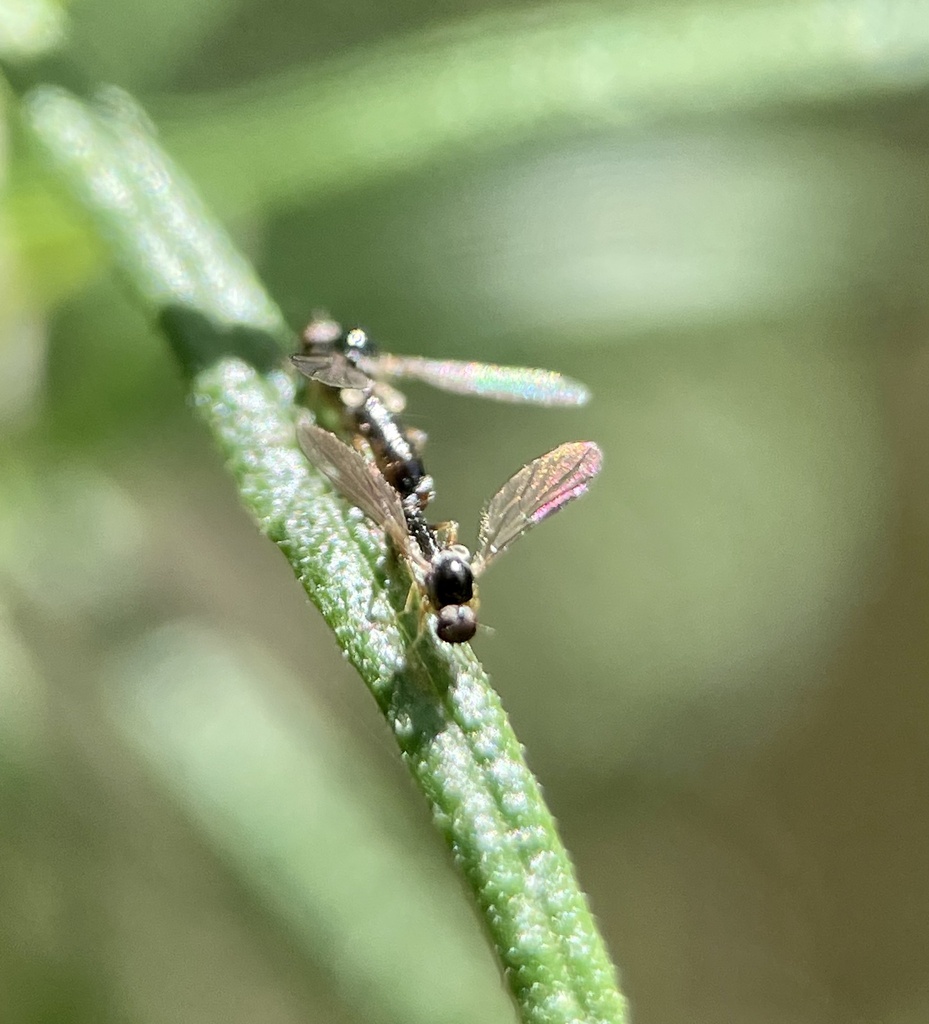 Flies from Boundary Tk E, Frankston South, VIC, AU on November 11, 2023 ...