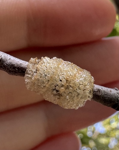 iNaturalist observation photo of Insects