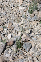 Asphodelus tenuifolius