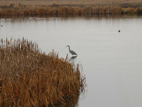 Great Blue Heron photographed in Montana