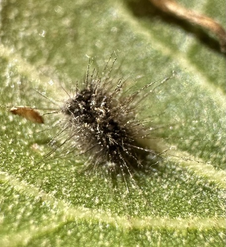 iNaturalist observation photo of Insects