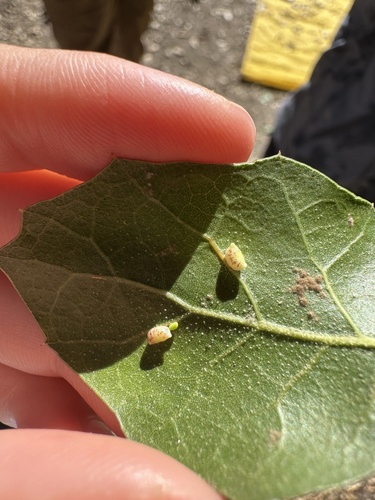 iNaturalist observation photo of Two-horned Gall Wasp