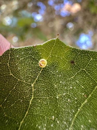 iNaturalist observation photo of Pumpkin Gall Wasp
