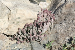 Desmidorchis arabica