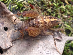 Pristoceuthophilus pacificus