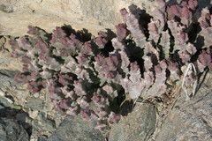 Desmidorchis arabica