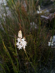 Bulbinella trinervis