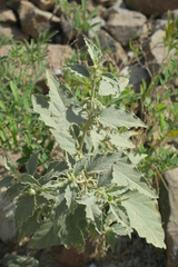 Chrozophora oblongifolia