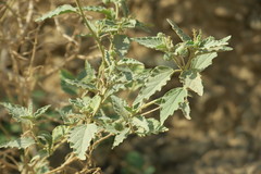 Chrozophora oblongifolia