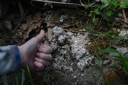 North American River Otter